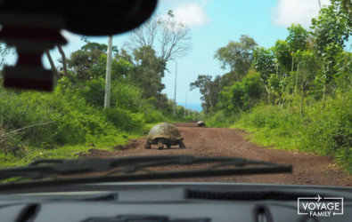 paresseux aux galapagos, equateur